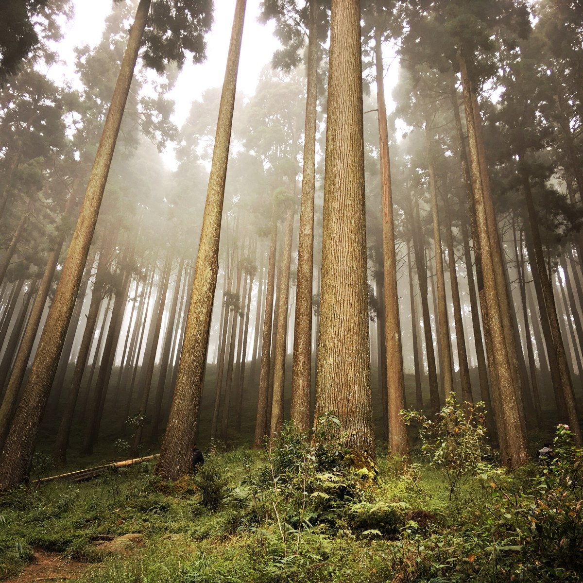 Lamahatta – A walk among the&nbsp;Pines