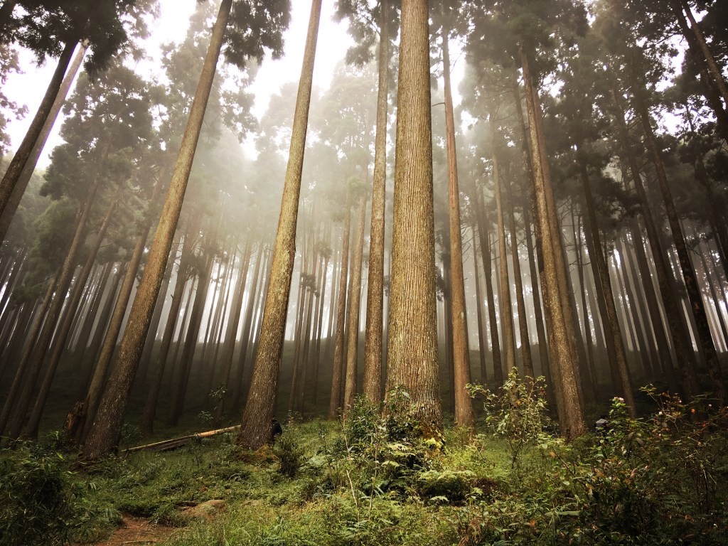 Lamahatta – A walk among the Pines