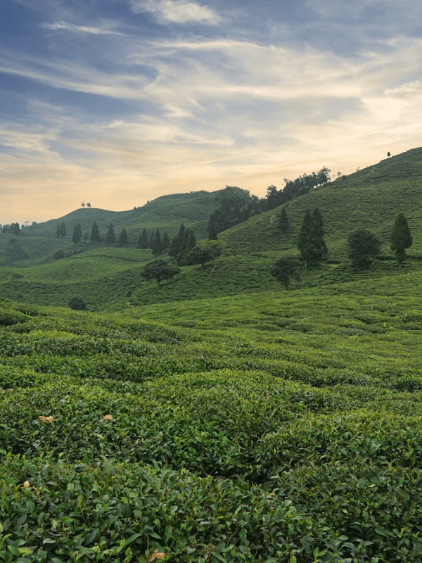 Takdah : Silent Hills Of Teas, Pines And Black&nbsp;Panther