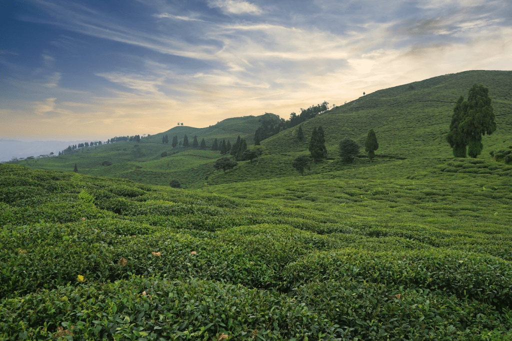 Takdah : Silent Hills Of Teas, Pines And Black Panther